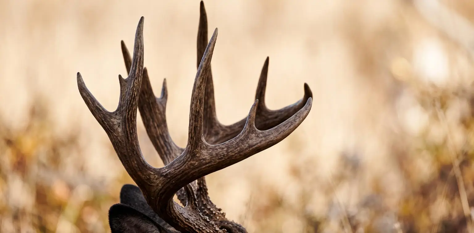 A close-up photograph of brown deer antlers with textured points on a soft beige blurred background